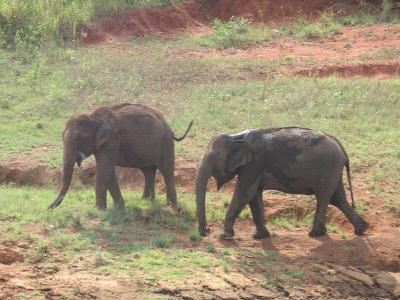 u43/robburvill/medium/28173592.PeriyarWildElephants.jpg