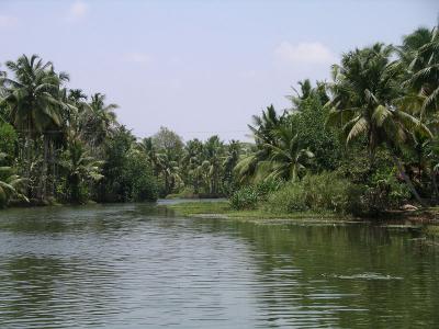 u43/robburvill/medium/28257519.KeralaBackwaters.jpg