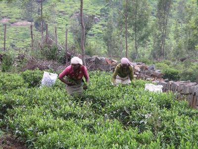 u43/robburvill/medium/28257582.NilgiriHillsTeaWorker4.jpg