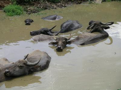 u43/robburvill/medium/28257613.NilgiriHillsWaterBuffalo.jpg