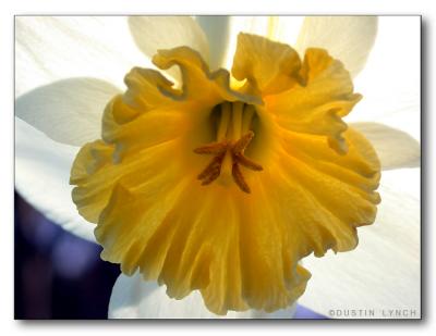 Dustin's Daffodil