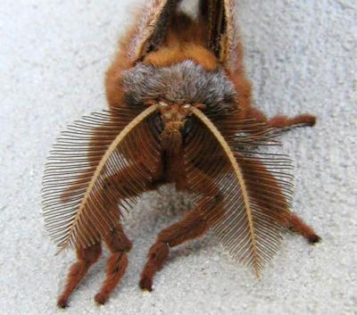 Moth Mugshot