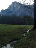 Early morning meadow