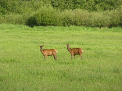 2 Young Elk.jpg