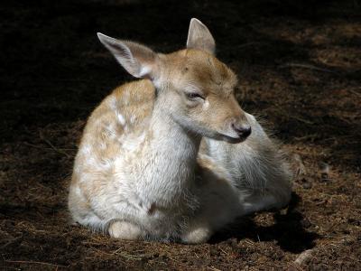 White Tailed Fawn2.jpg