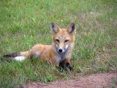 Young Red Fox.jpg