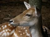 White Tailed Fawn.jpg