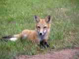 Young Red Fox.jpg
