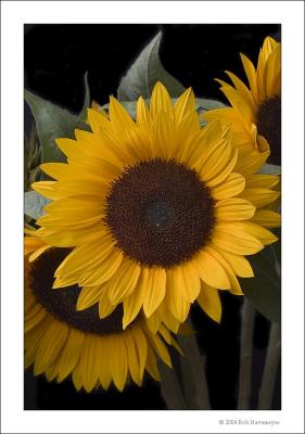 Sunflowers