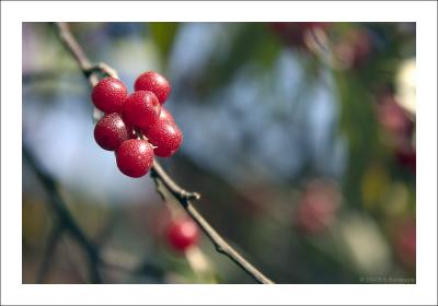 Berries