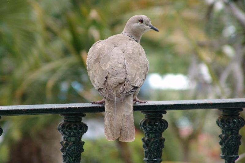 Pigeon on the balcony