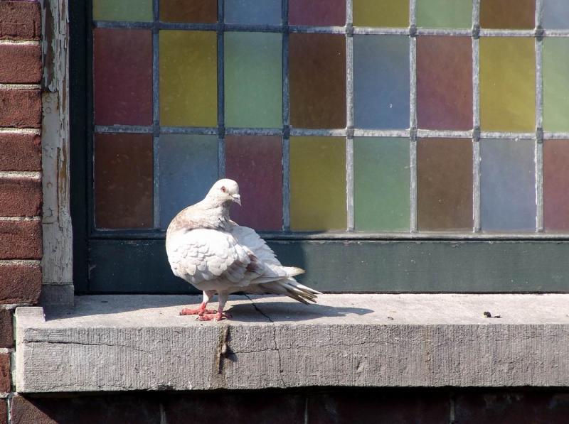 Dove in front of coloured window
