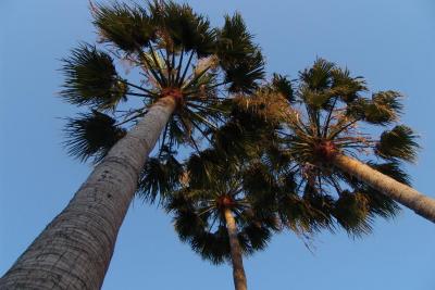 Three palmes