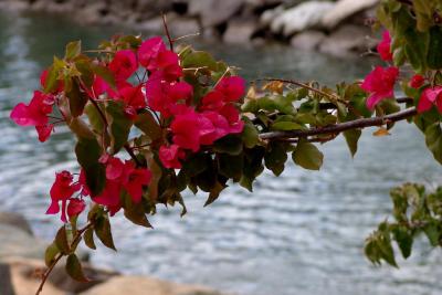 Bougainville with river as background