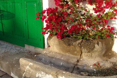 Bougainville with bright green door