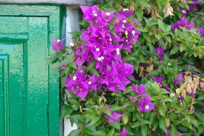 Purple bougainville with green door