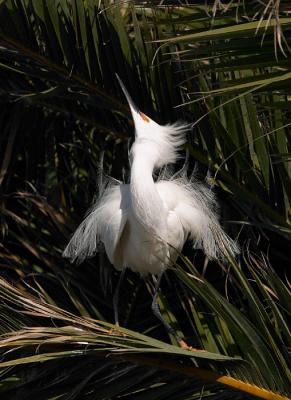 Snowy Egret, tossing head back...