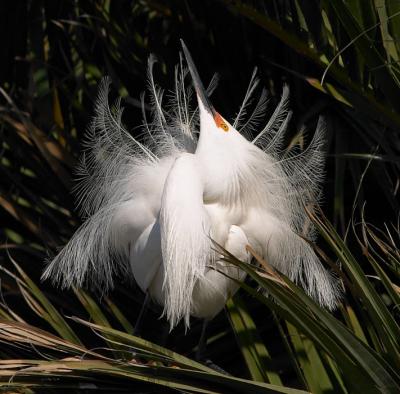 Snowy Egret, display
