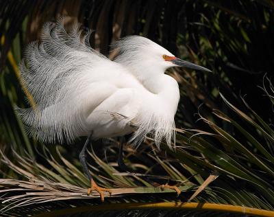 Snowy Egret, preparing for...