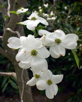 Close up of Dogwood flowers