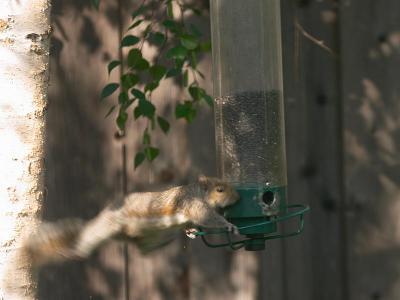 He climbs down the tree and leaps for the feeder