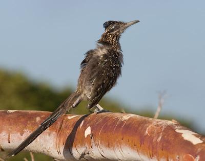 Greater Roadrunner