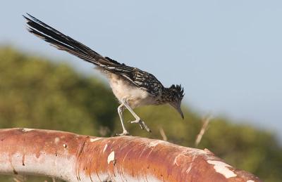 Greater Roadrunner