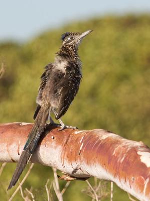 Greater Roadrunner