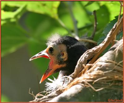 Hungry Grackle Chick