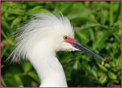 Snowy Egret Head Profile