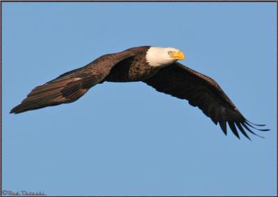 Eagle