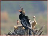 Anhinga Nest 3