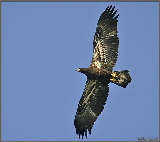 Young Eagle