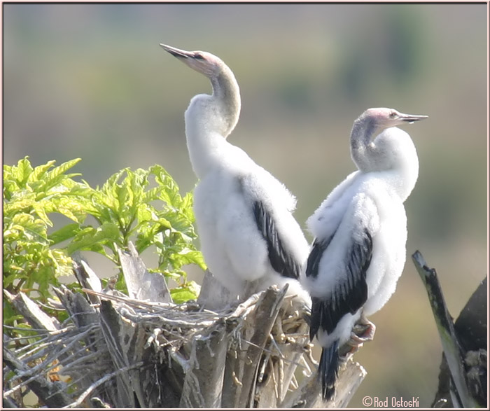 Anhinga nest 1- Chicks