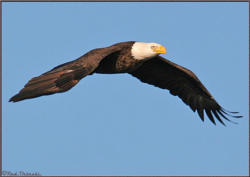 Eagle