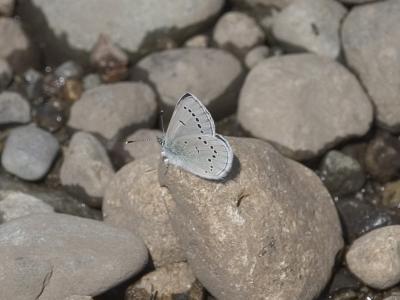 Silvery blue