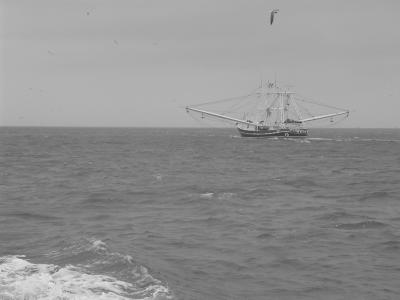 shrimper