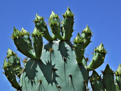 Prickly pear cactus buds