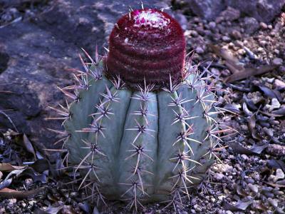 Red top cactus