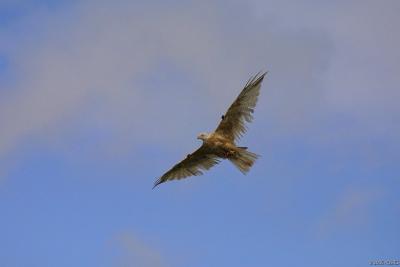 Red Kite-Leuistic-(Dishevelled)