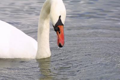 Swan