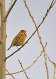 Corn Bunting