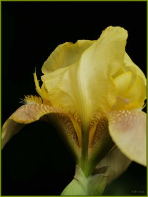 100mm Yellow Iris9