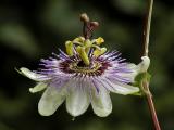 Passionsblume (Passion flower)