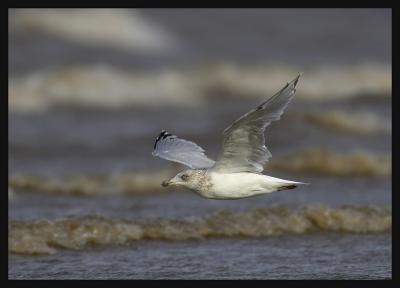 Herring Gull 3