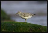 Red Knot (Calidris canutus)