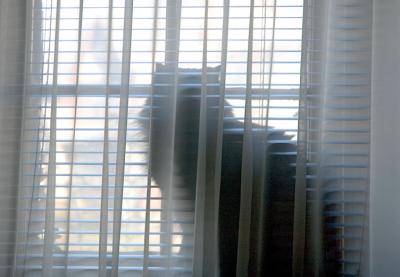 windowcat