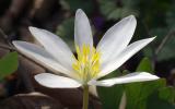 Wild flowers in April