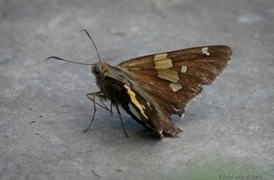 Silver-spotted Skipper.JPG