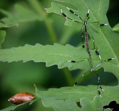 Phantom Crane Flies And Snail.jpg
